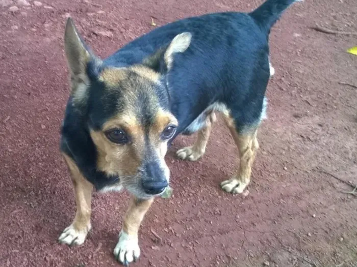 Cachorro ra a PINSCHER idade 6 ou mais anos nome Ratinho GRATIFICA