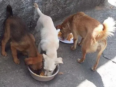 Cachorro ra a Vira lata idade 2 a 6 meses nome Sem nome