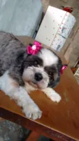 Florzinha