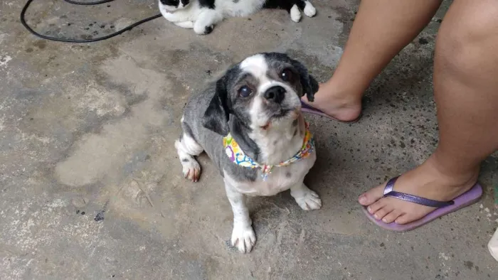 Cachorro ra a Lhasa idade 6 ou mais anos nome Florzinha