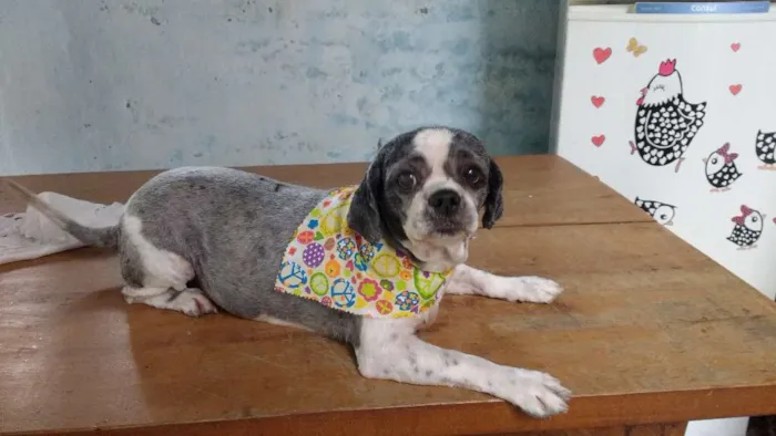 Cachorro ra a Lhasa idade 6 ou mais anos nome Florzinha