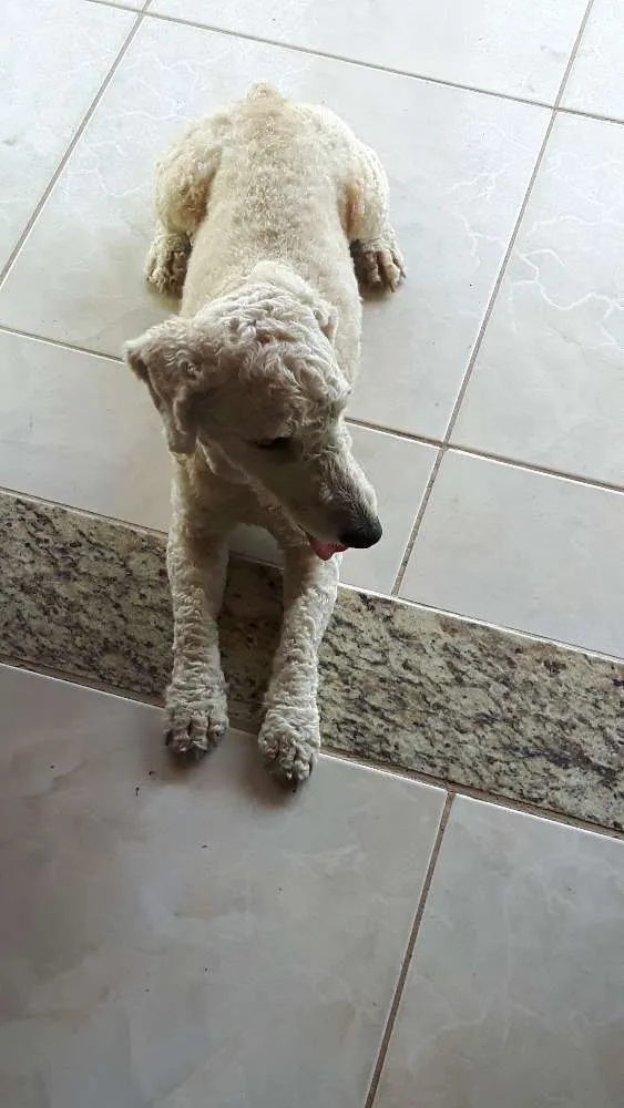 Cachorro ra a poodle idade 3 anos nome thor