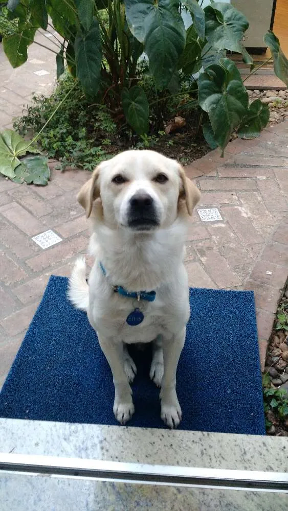 Cachorro ra a SRD idade 2 anos nome Elvis