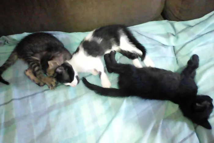 Gato ra a indefinido idade 2 a 6 meses nome não tem