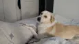 Elvis