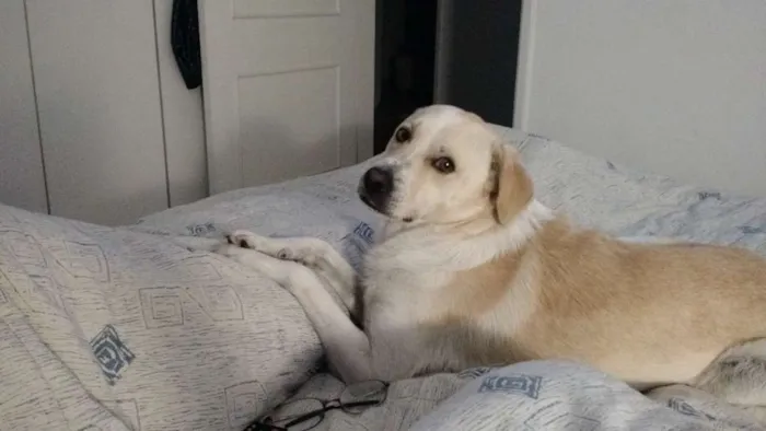 Cachorro ra a SRD idade 2 anos nome Elvis