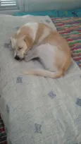 Elvis