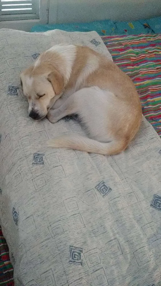 Cachorro ra a SRD idade 2 anos nome Elvis