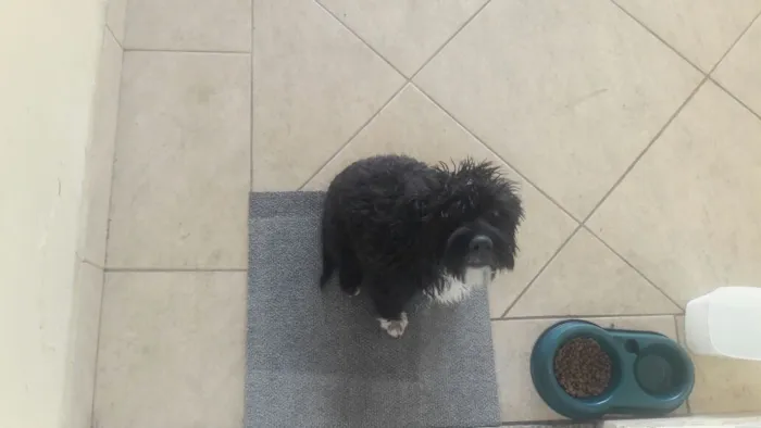 Cachorro ra a mestiça  idade 2 a 6 meses nome Amora