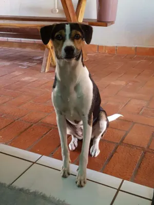 Cachorro raça Beagle com bodercoler  idade 7 a 11 meses nome Nina