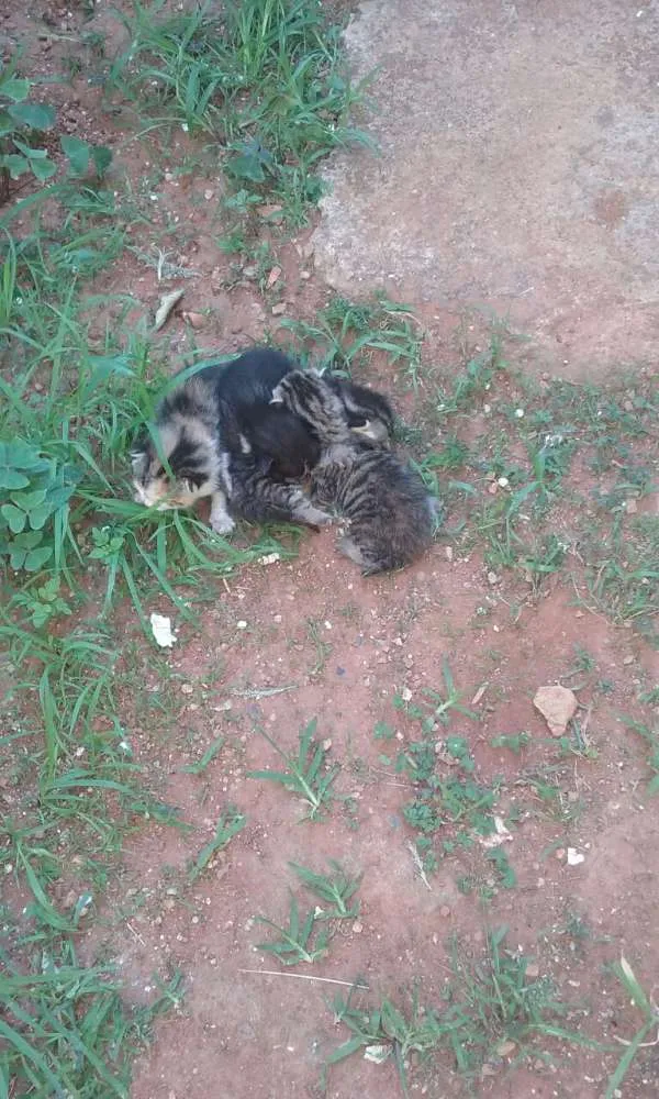 Gato ra a Gato idade Abaixo de 2 meses nome Filhotes bebes Gatos