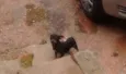 Neguinha/cholinha