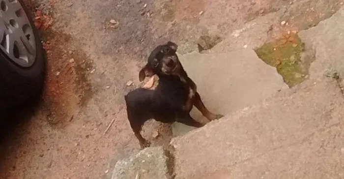 Cachorro ra a Pinther idade 4 anos nome Neguinha/cholinha