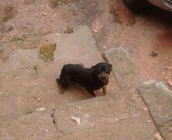 Cachorro ra a Pinther idade 4 anos nome Neguinha/cholinha