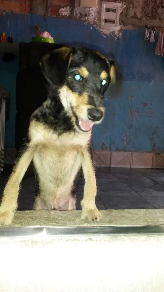 Cachorro ra a INDEFINIDA idade 7 a 11 meses nome TEDDY
