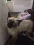maggie