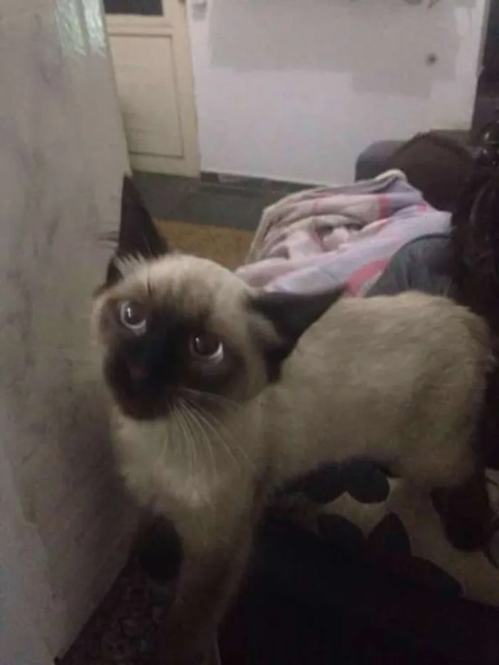 Gato ra a siames idade 2 a 6 meses nome maggie