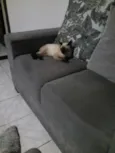 maggie