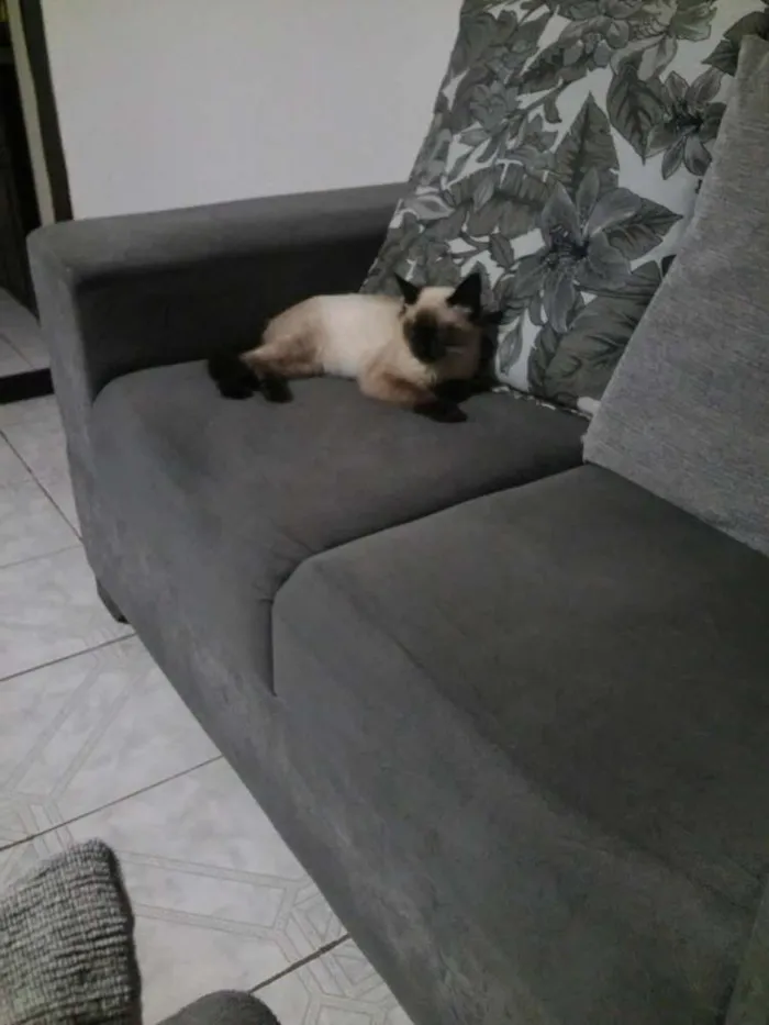 Gato ra a siames idade 2 a 6 meses nome maggie