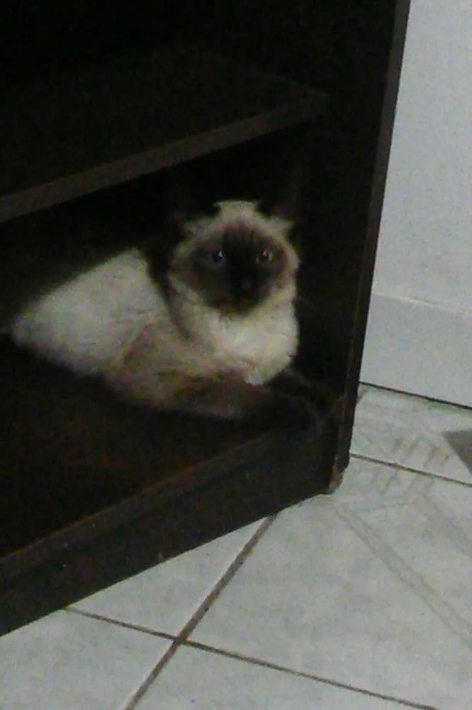 Gato ra a siames idade 2 a 6 meses nome maggie