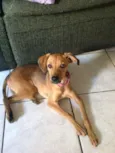mel