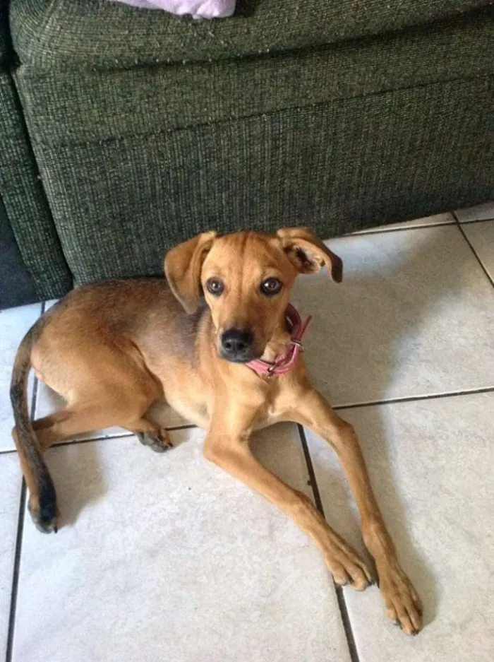 Cachorro ra a srd idade 2 a 6 meses nome mel