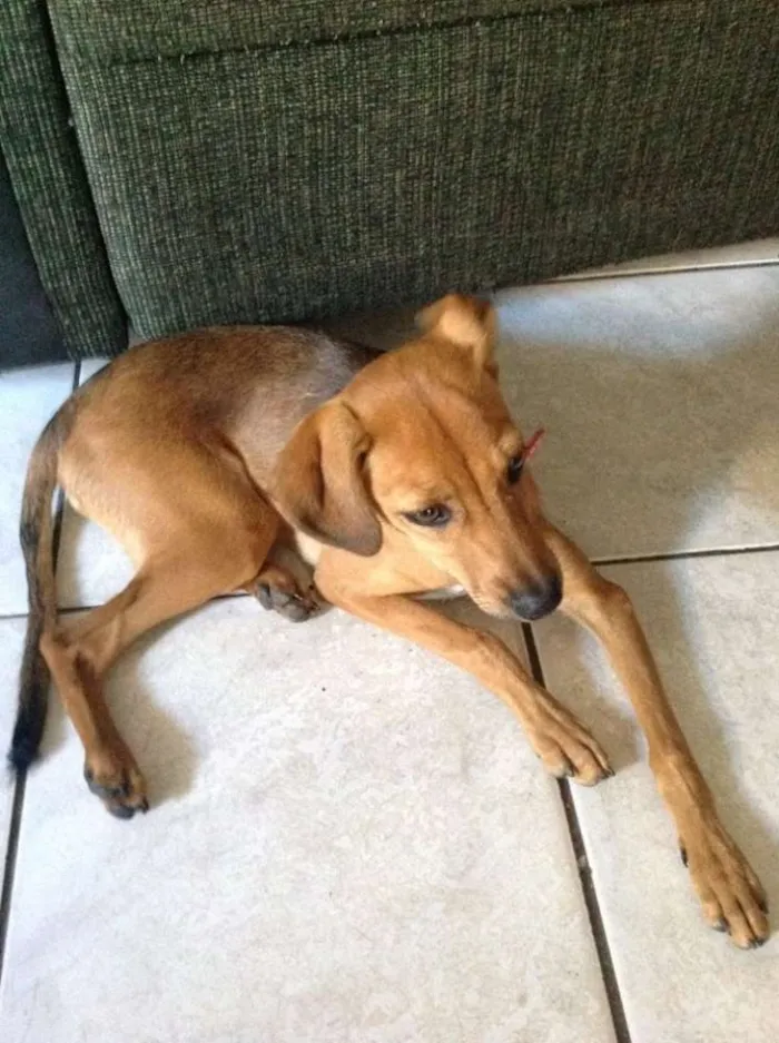 Cachorro ra a srd idade 2 a 6 meses nome mel