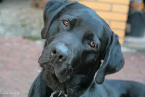 Cachorro raça Labrador com dálmata  idade 6 ou mais anos nome Apólo 