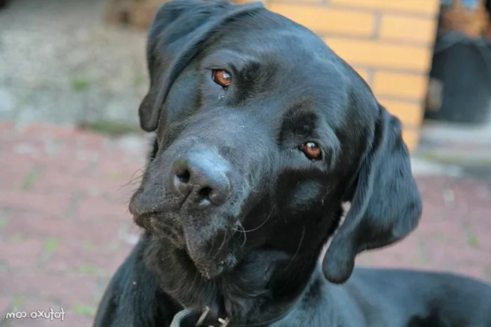 Cachorro ra a Labrador com dálmata  idade 6 ou mais anos nome Apólo 