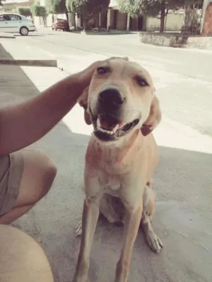 Cachorro raça Srd idade 1 ano nome Lili