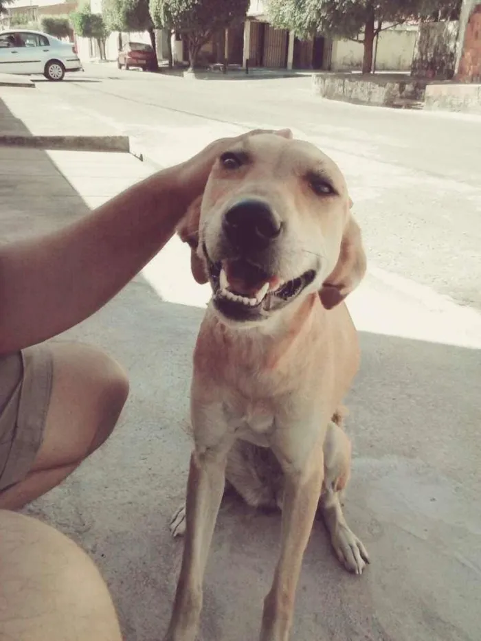 Cachorro ra a Srd idade 1 ano nome Lili