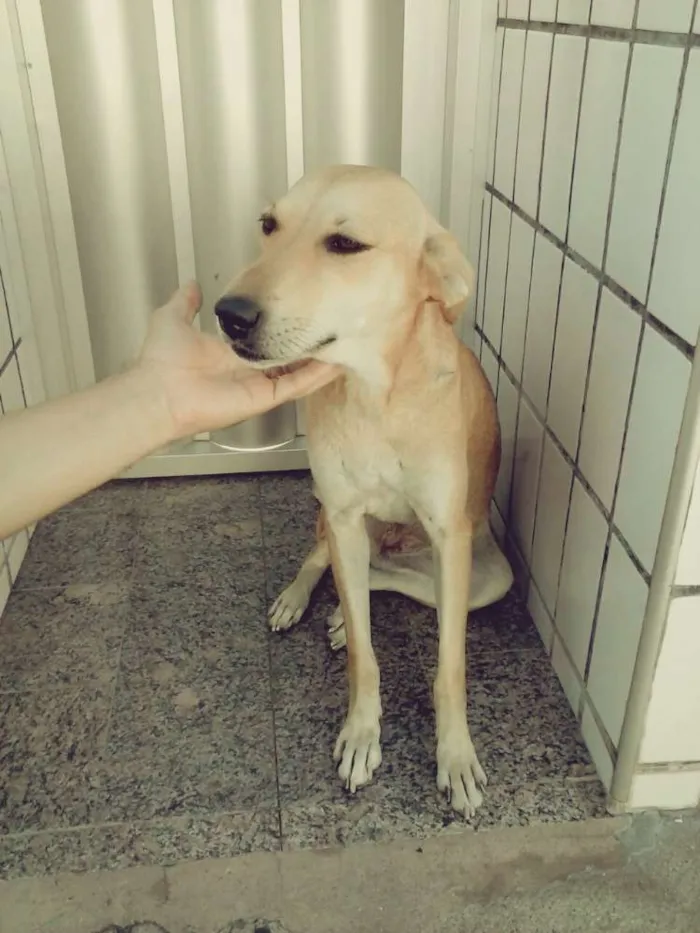 Cachorro ra a Srd idade 1 ano nome Lili