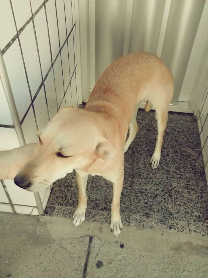 Cachorro ra a Srd idade 1 ano nome Lili