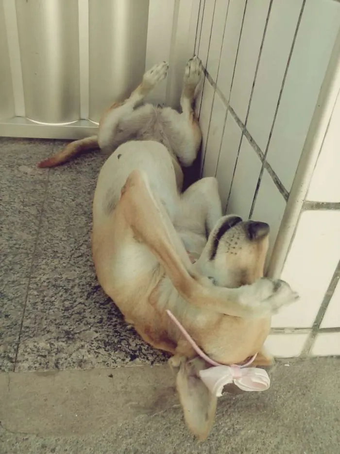 Cachorro ra a Srd idade 1 ano nome Lili