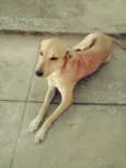 Lili