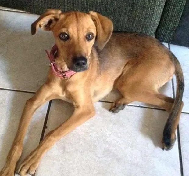 Cachorro ra a srd idade 2 a 6 meses nome mel
