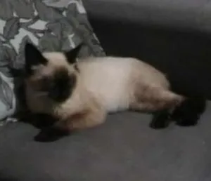 Gato raça siames idade 2 a 6 meses nome maggie