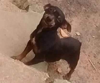 Cachorro ra a Pinther idade 4 anos nome Neguinha/cholinha