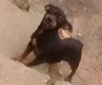 Neguinha/cholinha