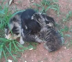 Gato raça Gato idade Abaixo de 2 meses nome Filhotes bebes Gatos