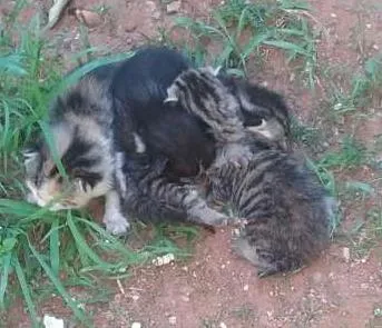 Gato ra a Gato idade Abaixo de 2 meses nome Filhotes bebes Gatos