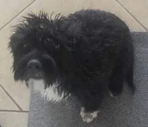 Cachorro raça mestiça  idade 2 a 6 meses nome Amora