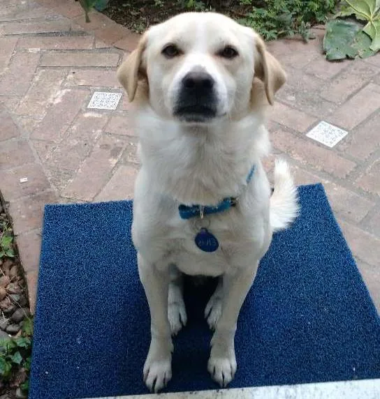 Cachorro ra a SRD idade 2 anos nome Elvis