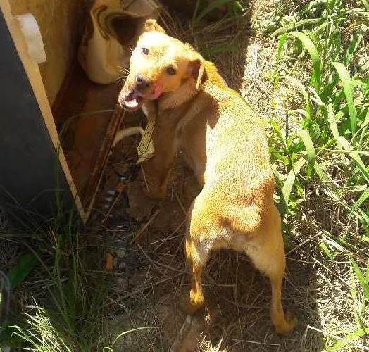 Cachorro ra a Vira-lata idade 2 anos nome Linda