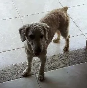 Cachorro raça poodle idade 3 anos nome thor