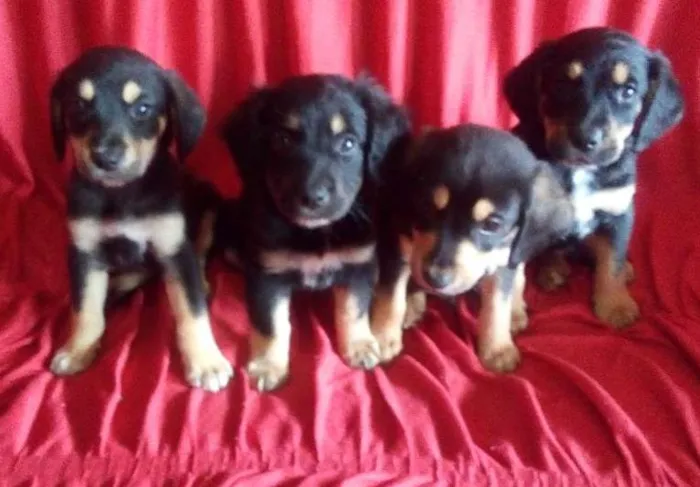 Cachorro ra a Fila com labrador2 idade 2 a 6 meses nome E bebe