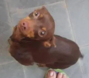 Cachorro raça Pinsher idade 5 anos nome Princesa