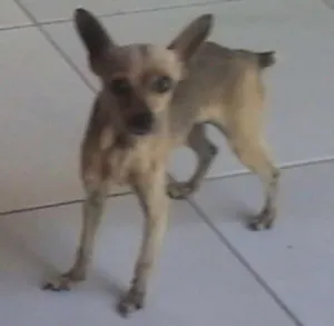 Cachorro raça Pinscher idade 5 anos nome Tuayla