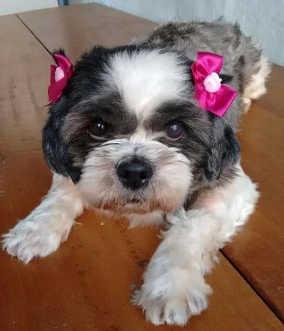 Cachorro ra a Lhasa idade 6 ou mais anos nome Florzinha
