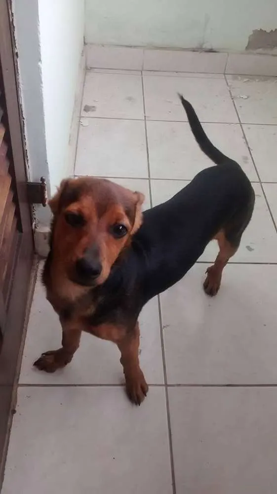 Cachorro ra a SRD idade 1 ano nome BRUCE